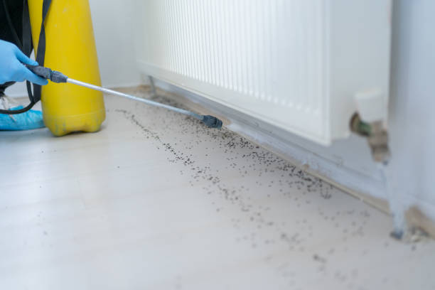 Best Termite Control Services  in Chaska, MN